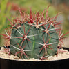 Ferocactus gracilis subs. Gatesii