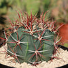 Ferocactus gracilis subs. Gatesii