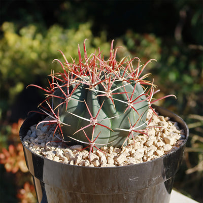 Ferocactus gracilis subs. Gatesii