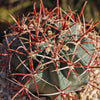 Ferocactus gracilis subs. Gatesii