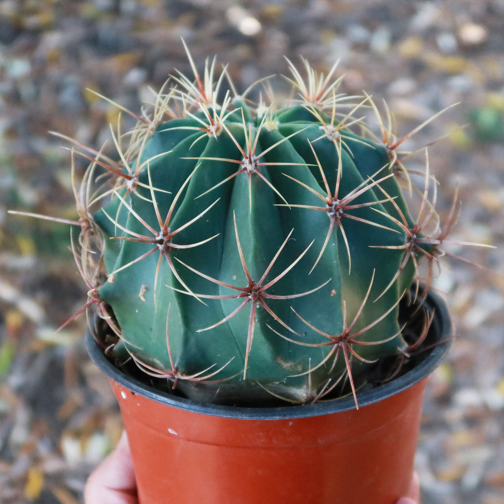 Biznaga barril de acitron - Ferocactus histrix