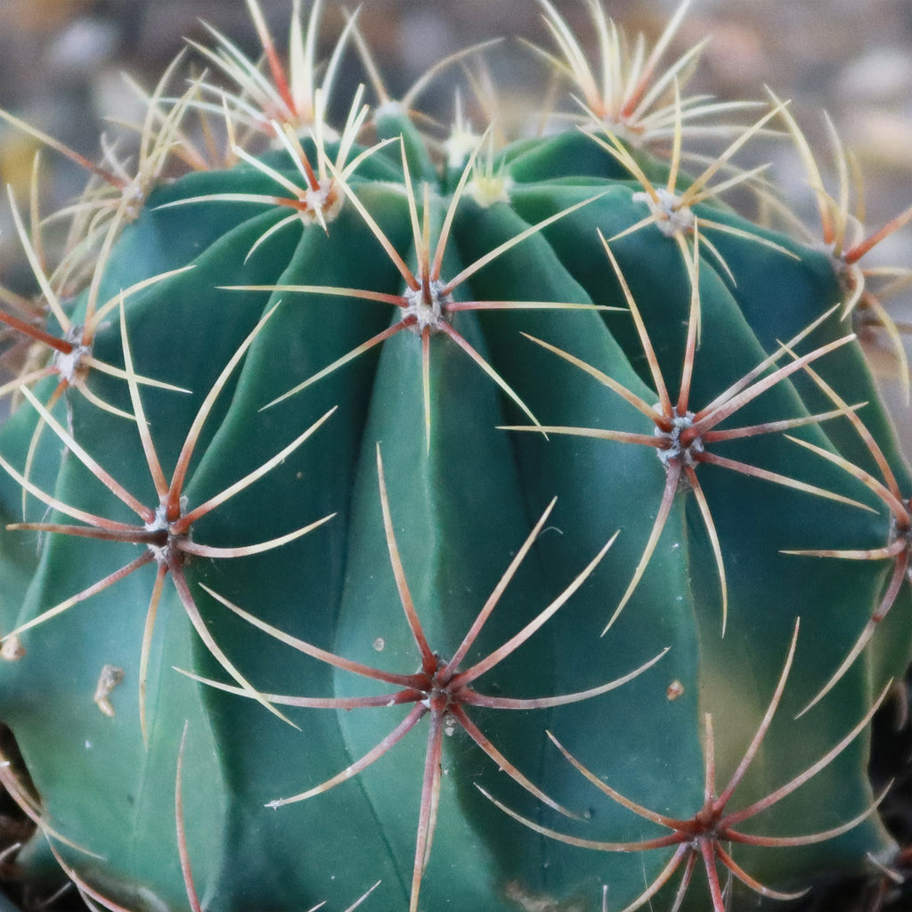 Biznaga barril de acitron - Ferocactus histrix