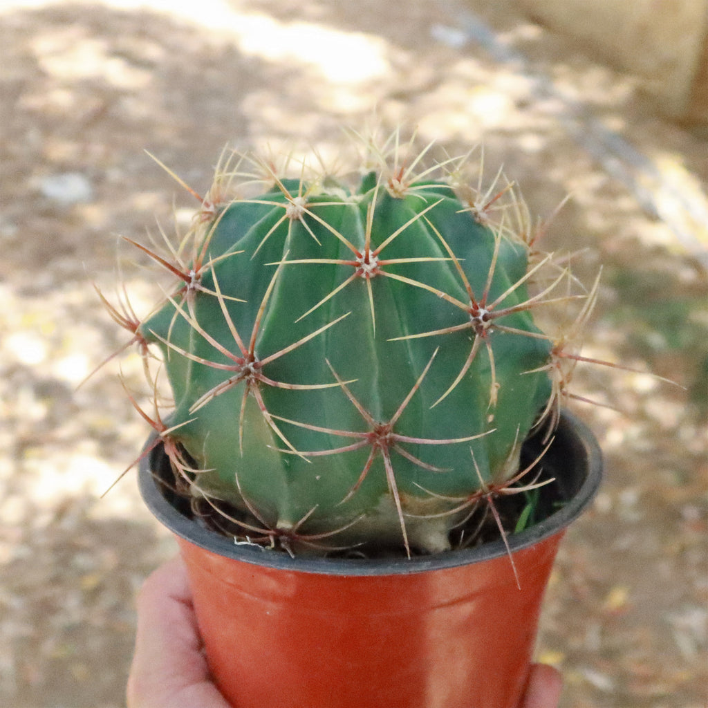 Biznaga barril de acitron - Ferocactus histrix
