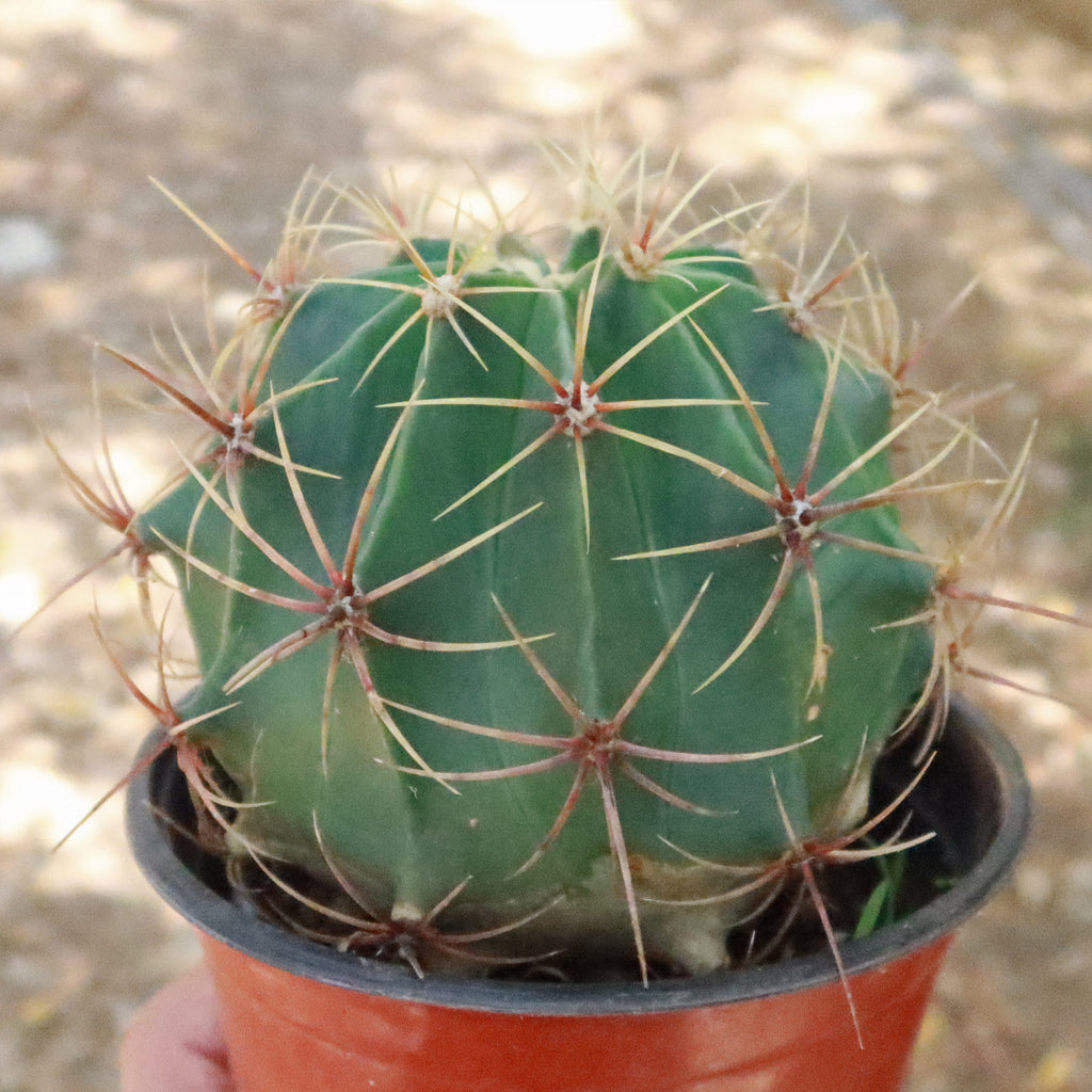 Biznaga barril de acitron - Ferocactus histrix