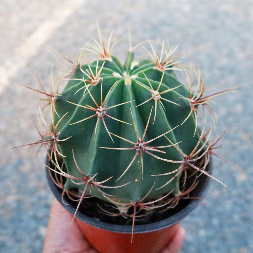 Biznaga barril de acitron - Ferocactus histrix