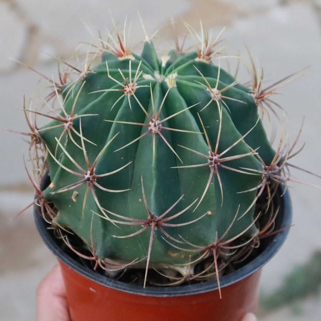 Biznaga barril de acitron - Ferocactus histrix