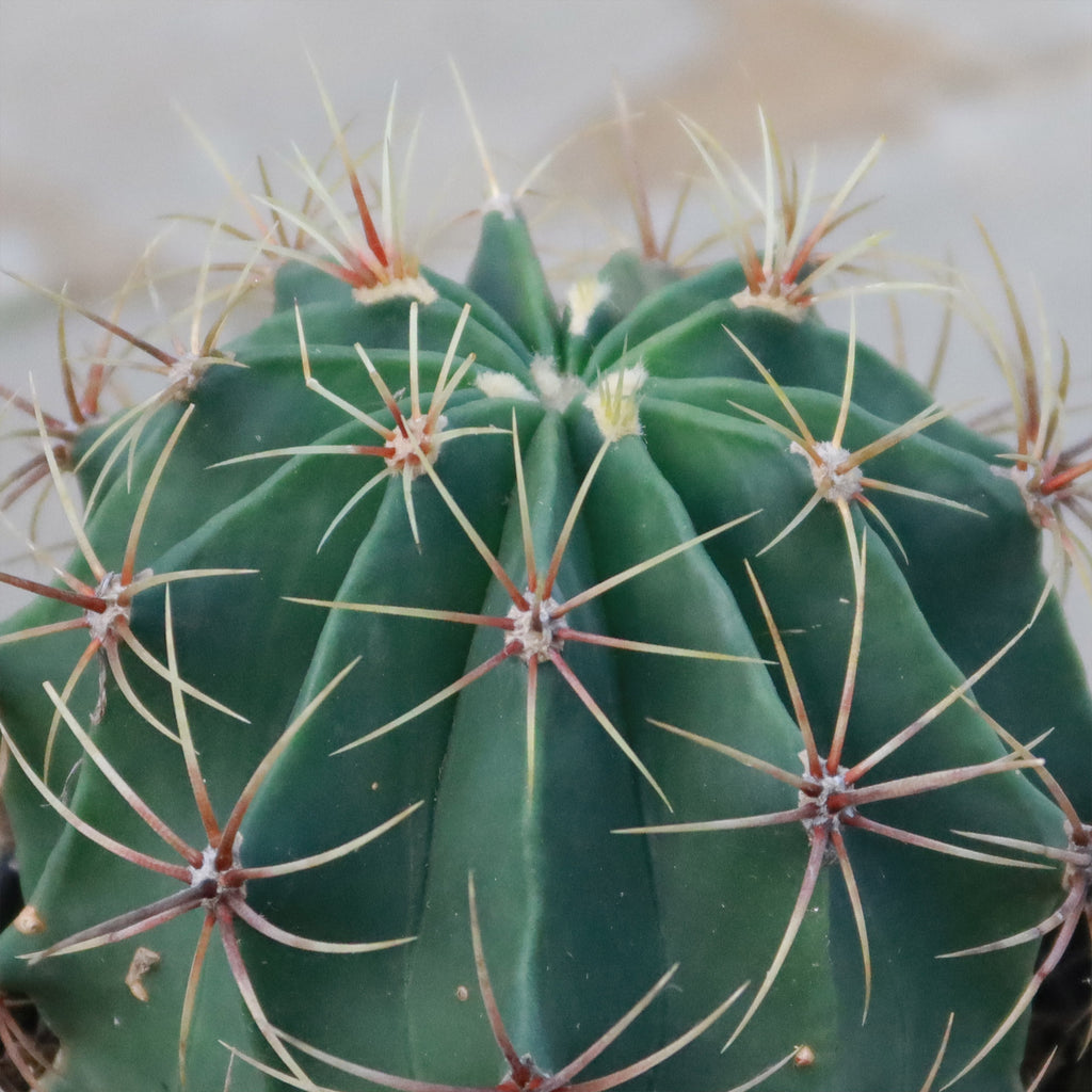 Biznaga barril de acitron - Ferocactus histrix