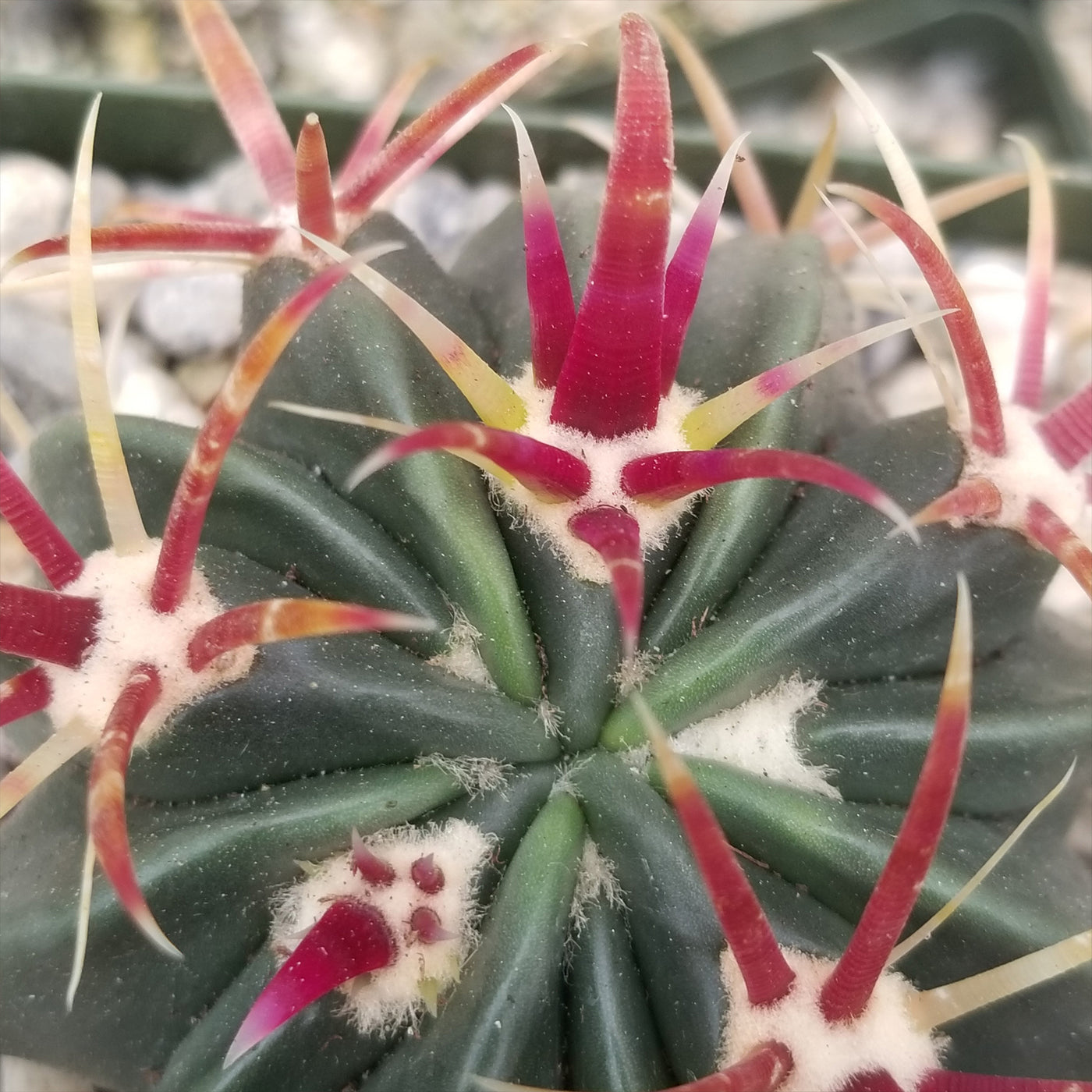 devil's tongue succulent Devil's Tongue 'Ferocactus latispinus'