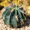 Ferocactus macrodiscus