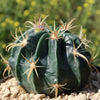 Ferocactus macrodiscus