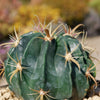 Ferocactus macrodiscus