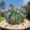 Ferocactus macrodiscus