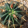 Ferocactus macrodiscus