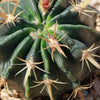 Ferocactus macrodiscus