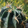 Ferocactus macrodiscus