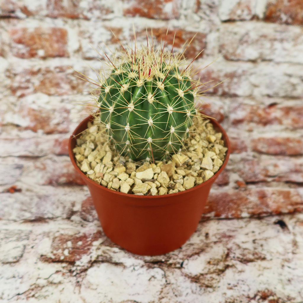 Ferocactus pottsii alamosanus