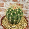 Ferocactus pottsii alamosanus