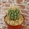 Ferocactus pottsii alamosanus
