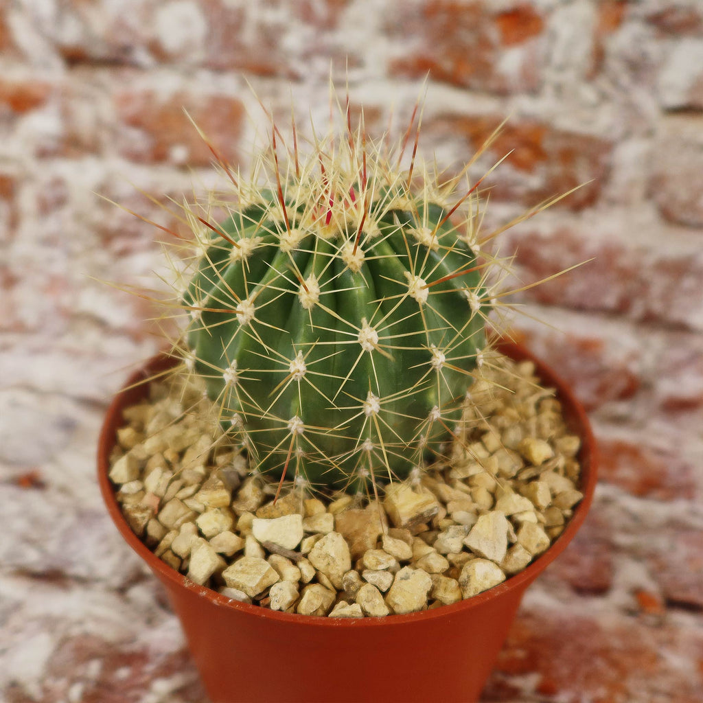 Ferocactus pottsii alamosanus
