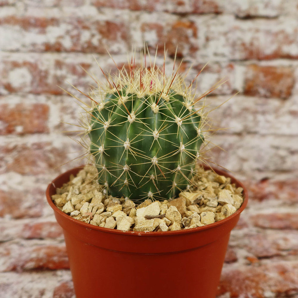 Ferocactus pottsii alamosanus