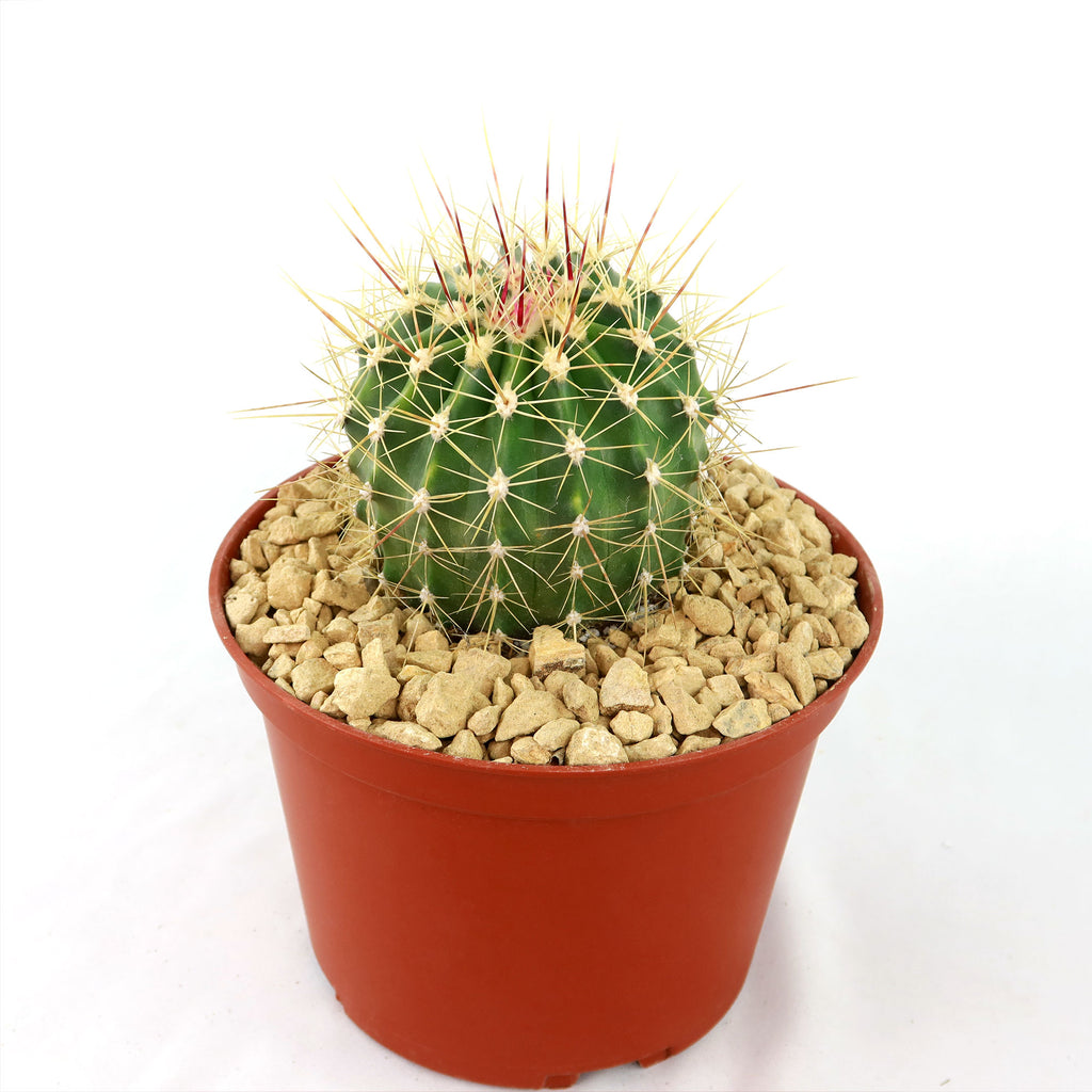 Ferocactus pottsii alamosanus