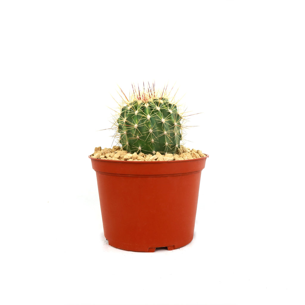 Ferocactus pottsii alamosanus