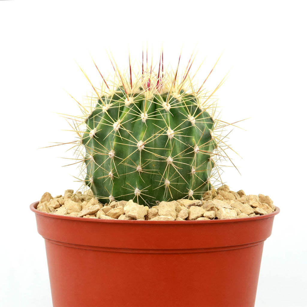 Ferocactus pottsii alamosanus