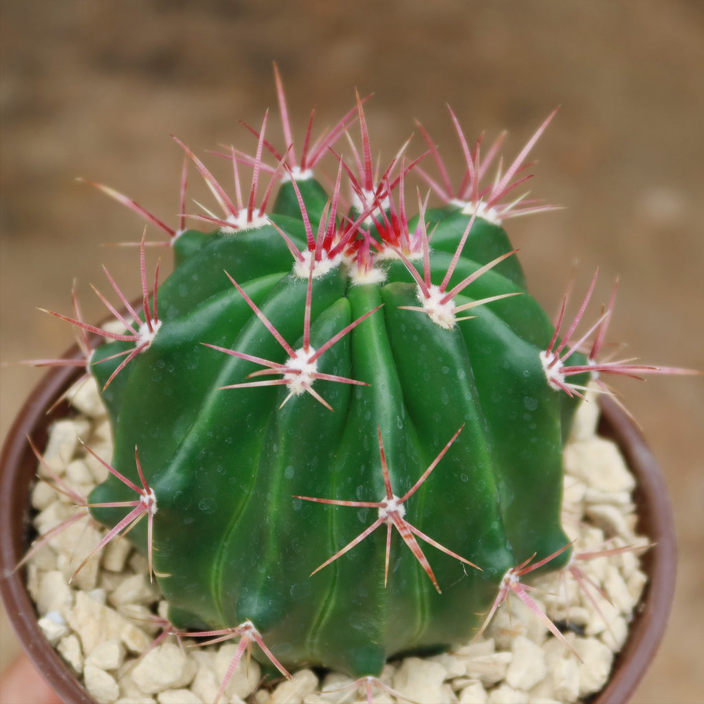 Ferocactus stainesii v. pilosus