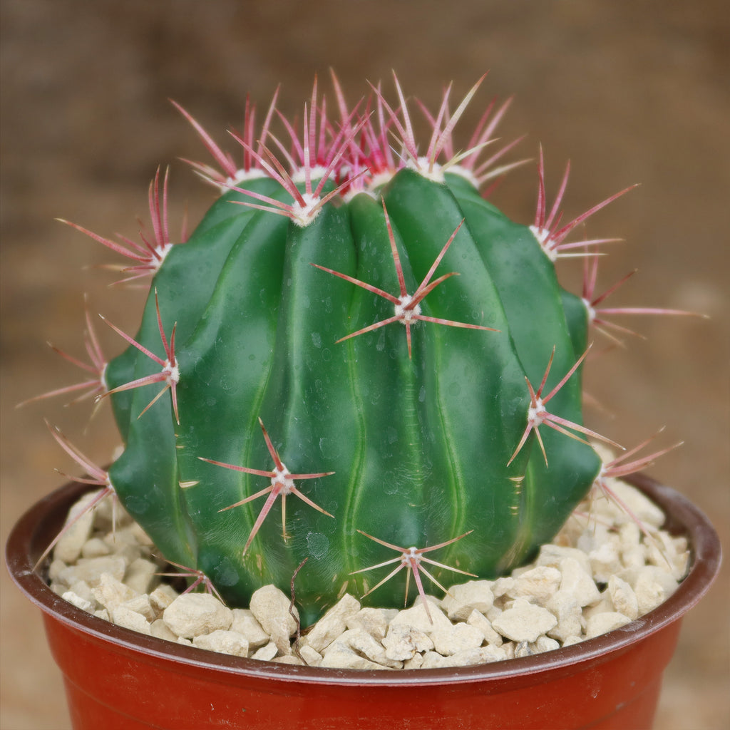 Ferocactus stainesii v. pilosus
