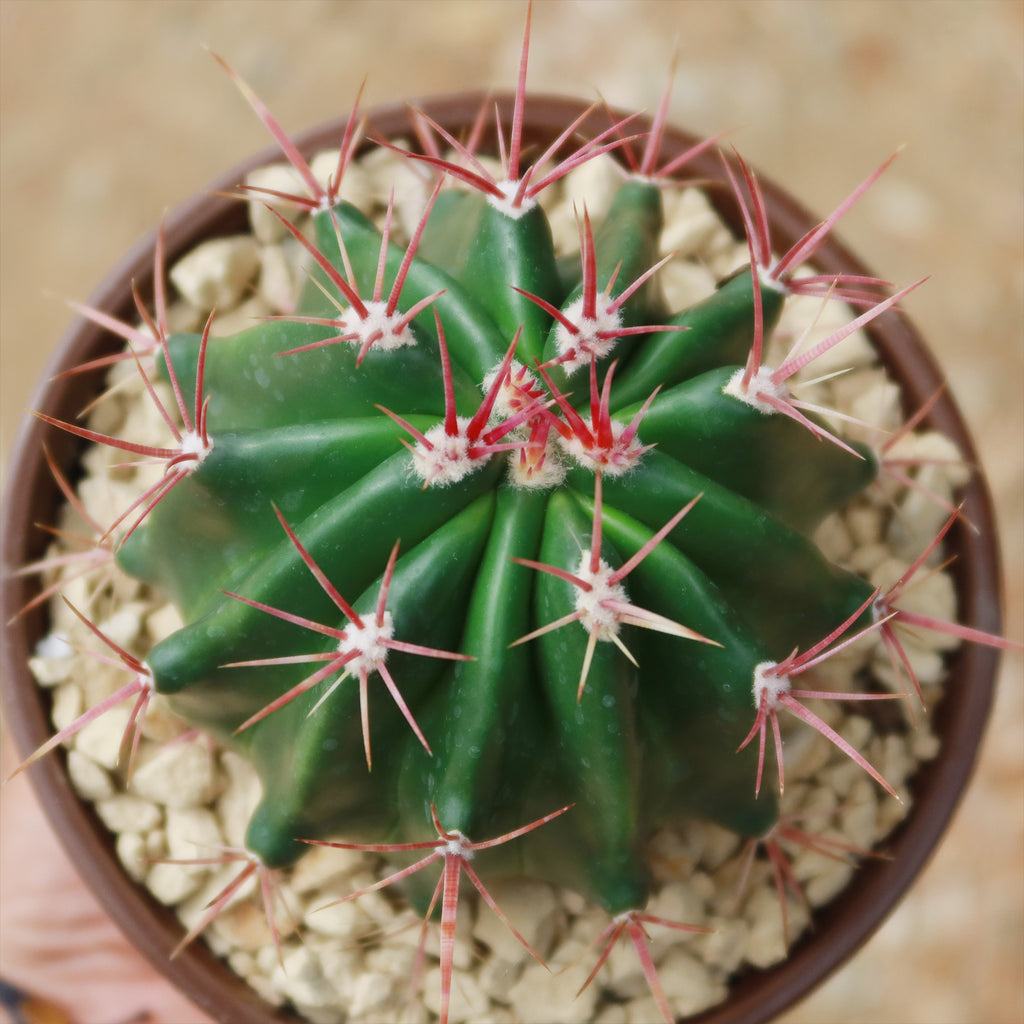 Ferocactus stainesii v. pilosus