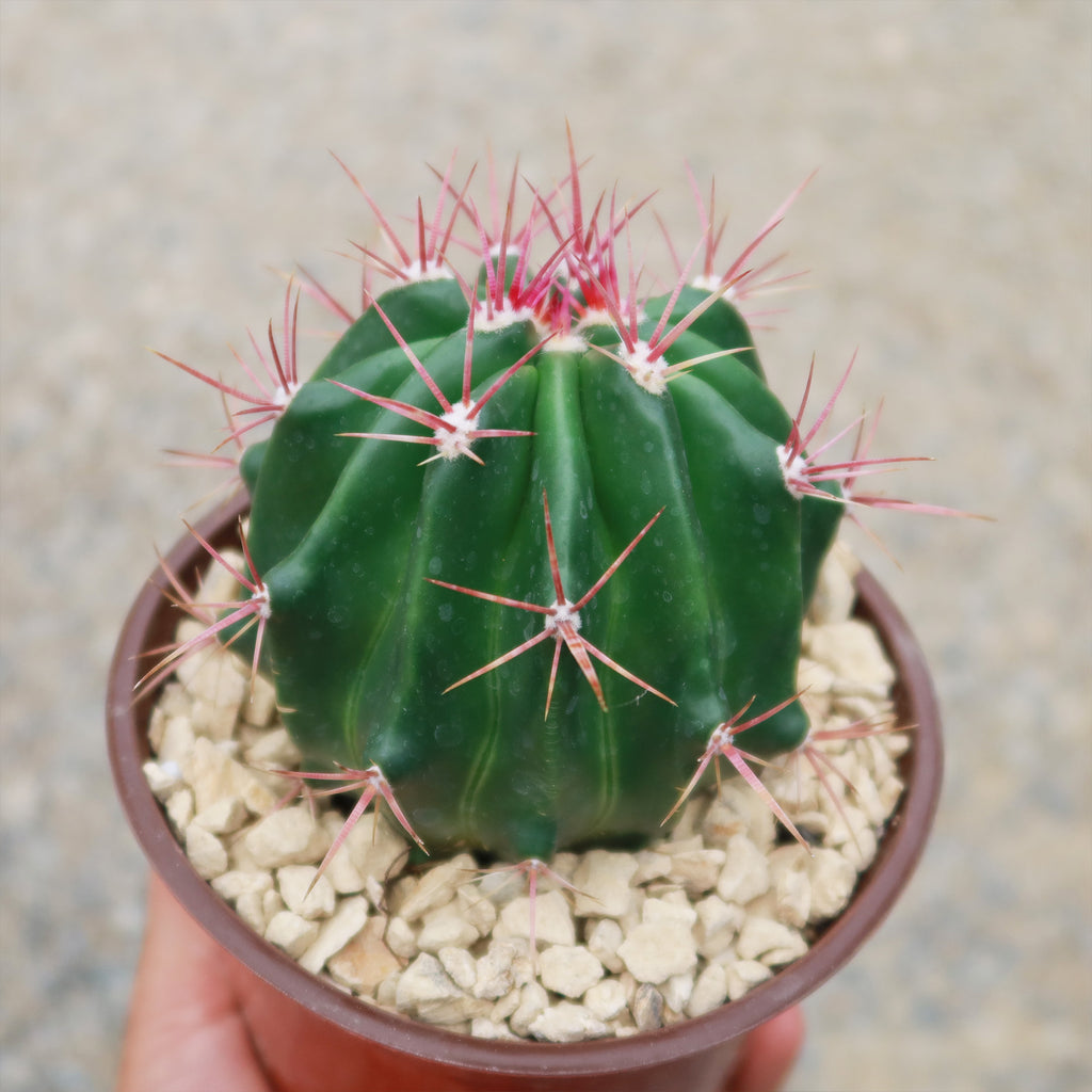 Ferocactus stainesii v. pilosus