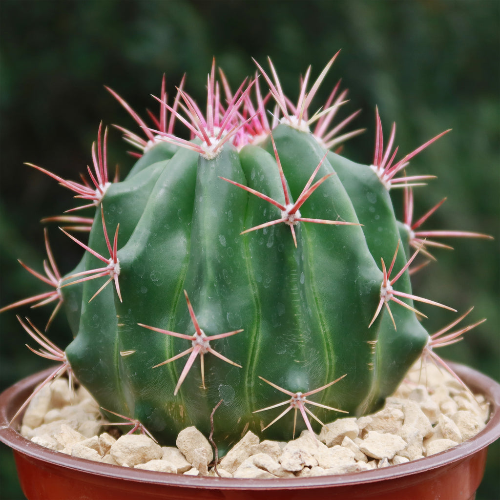 Ferocactus stainesii v. pilosus