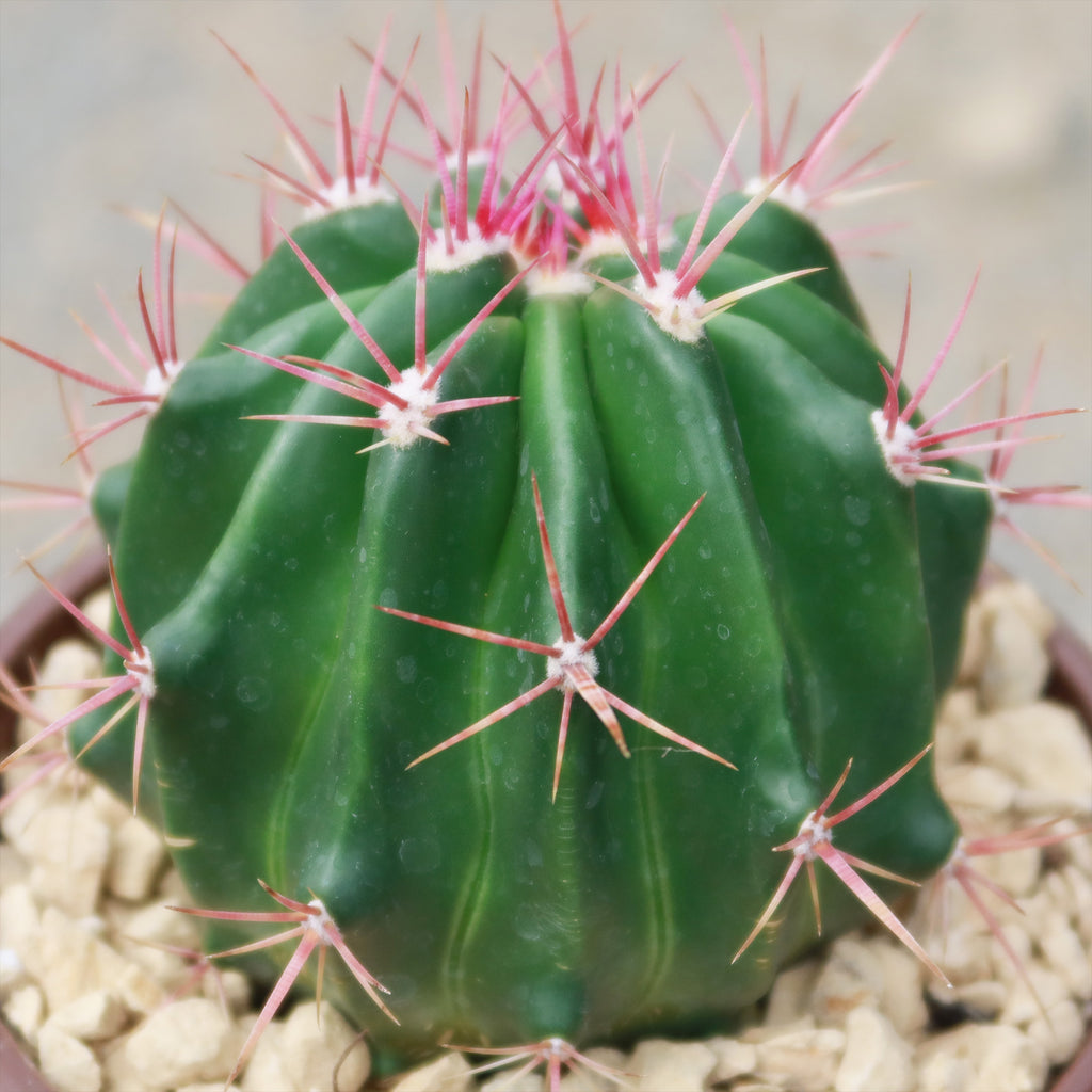 Ferocactus stainesii v. pilosus