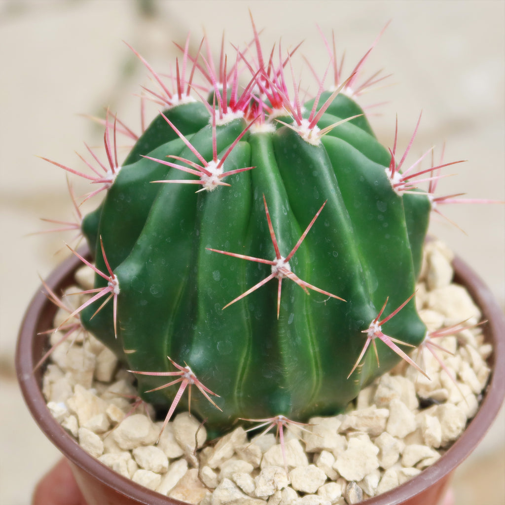 Ferocactus stainesii v. pilosus