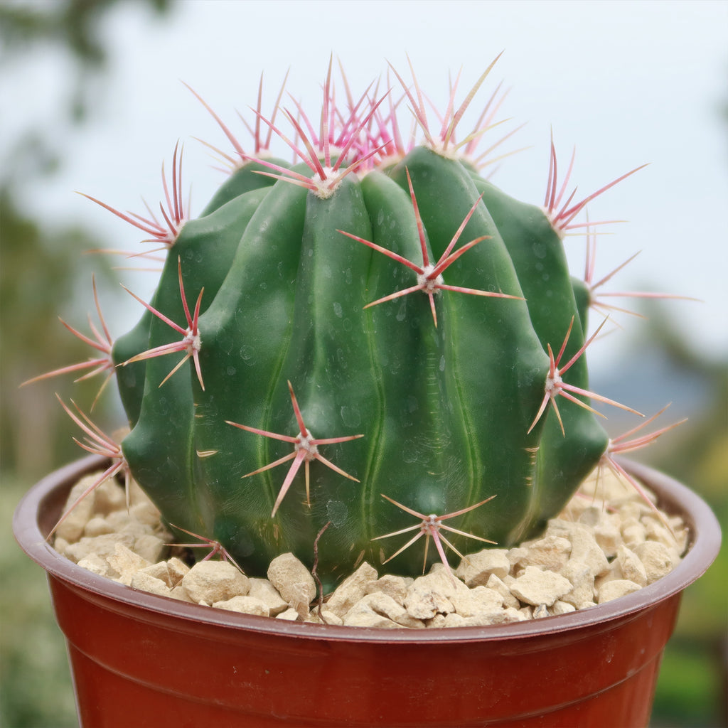 Ferocactus stainesii v. pilosus