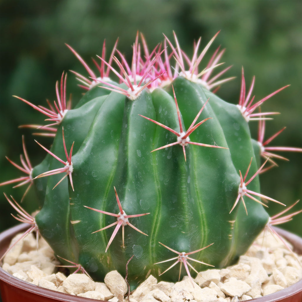 Ferocactus stainesii v. pilosus