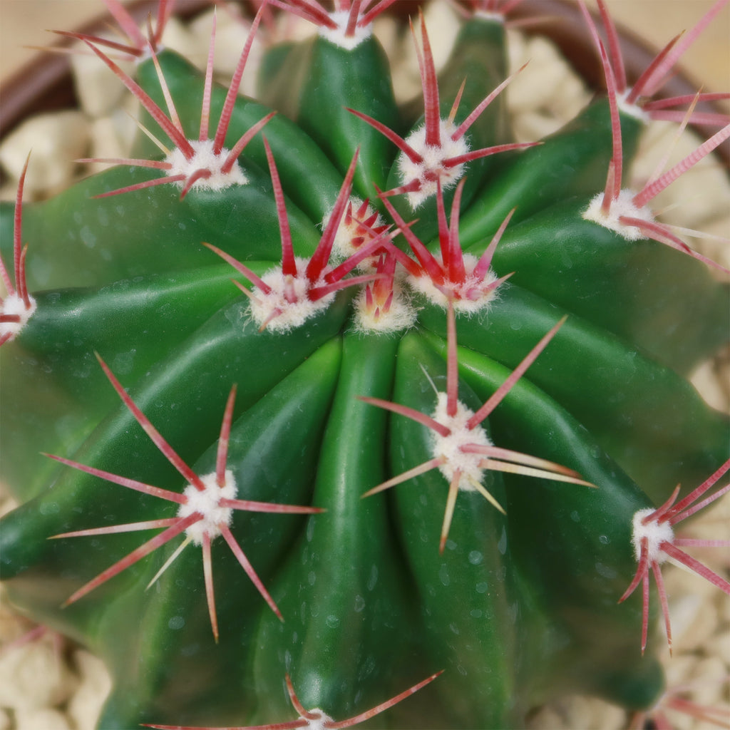 Ferocactus stainesii v. pilosus