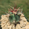 Fishhook Barrel Cactus ‘Ferocactus wislizeni’