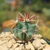 Fishhook Barrel Cactus ‘Ferocactus wislizeni’