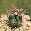 Fishhook Barrel Cactus ‘Ferocactus wislizeni’