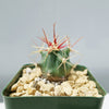 Fishhook Barrel Cactus ‘Ferocactus wislizeni’