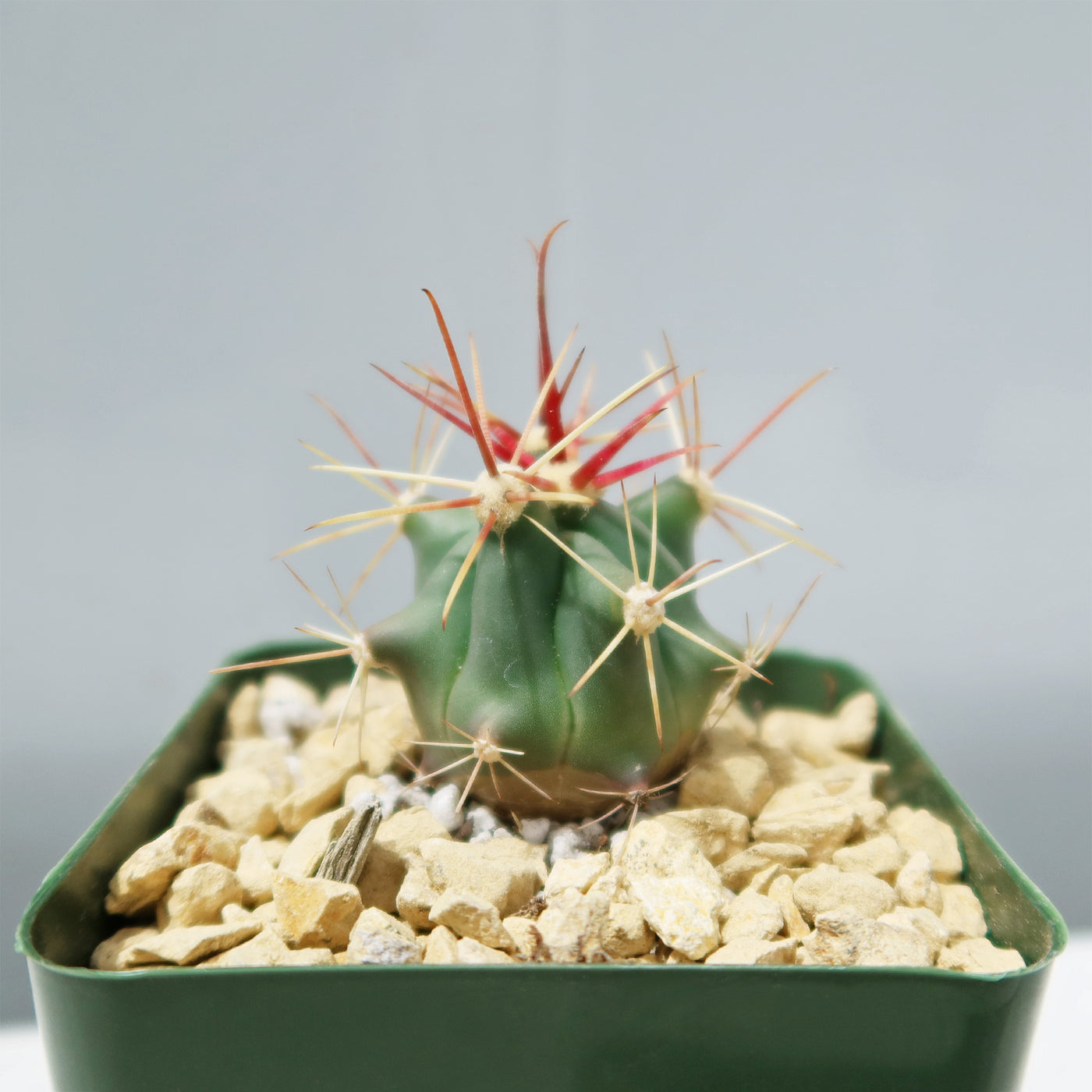 Fishhook Barrel Cactus ‘Ferocactus wislizeni’