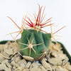 Fishhook Barrel Cactus ‘Ferocactus wislizeni’