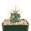 Fishhook Barrel Cactus ‘Ferocactus wislizeni’