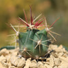 Fishhook Barrel Cactus ‘Ferocactus wislizeni’