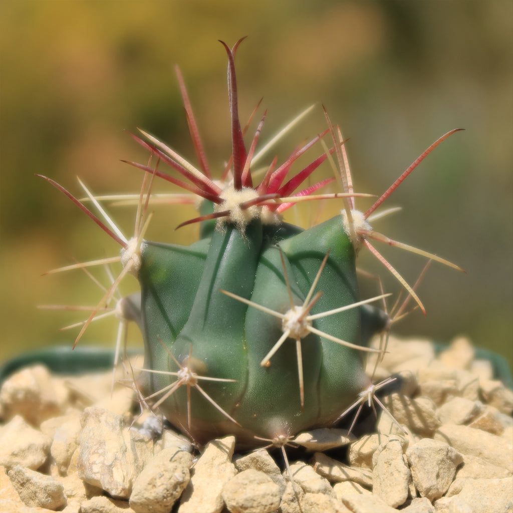 flori cactus Fishhook Barrel Cactus ‘Ferocactus wislizeni’