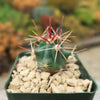 Fishhook Barrel Cactus ‘Ferocactus wislizeni’