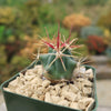 Fishhook Barrel Cactus ‘Ferocactus wislizeni’