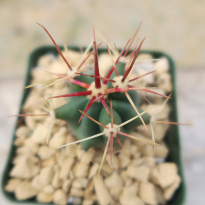 dimensions of a fish hook barrel fruit Fishhook Barrel Cactus ‘Ferocactus wislizeni’ 4" Pot