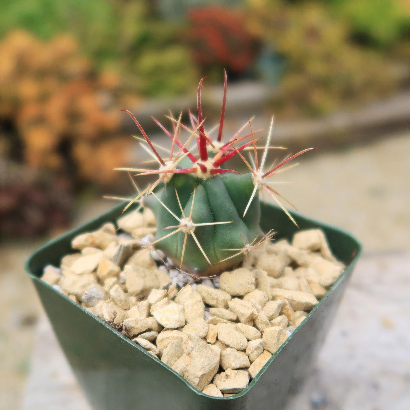 dimensions of a fish hook barrel fruit Shop 'Fishhook Barrel Cactus – Ferocactus wislizeni' Care and Growing Guide